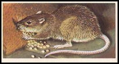 25 The Common or Brown Rat